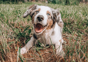 CBD for Dogs: Everything you need to know